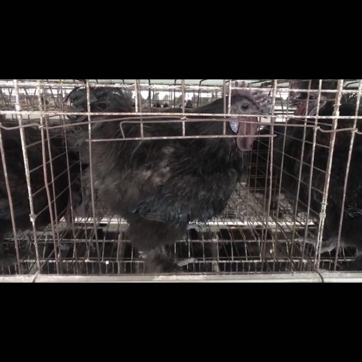 南宁黑凤鸡苗 