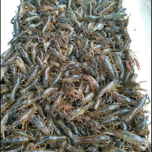 沅江市沅江小龙虾 7-9钱 稻田虾 