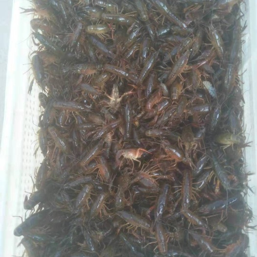 洪湖市小龙虾苗  湖北洪湖淡水小龙虾精品优质虾苗