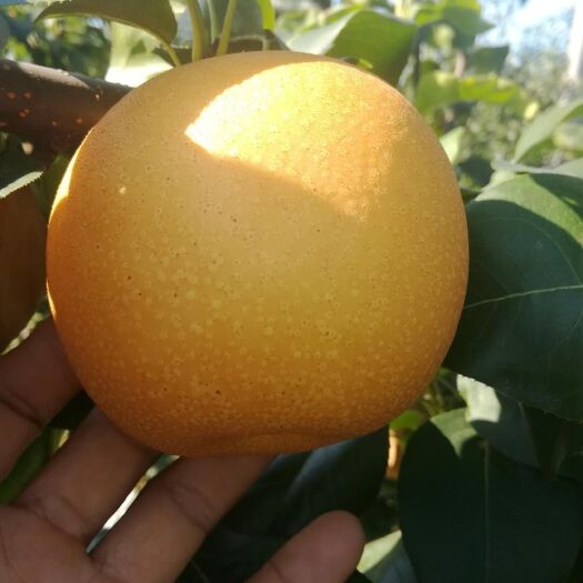 砀山县秋月梨树苗 2.5~3米