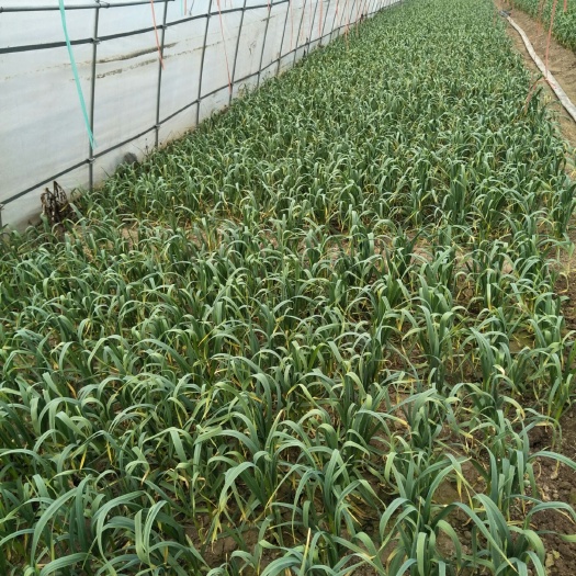兰考县红根蒜苗 50 - 60cm 