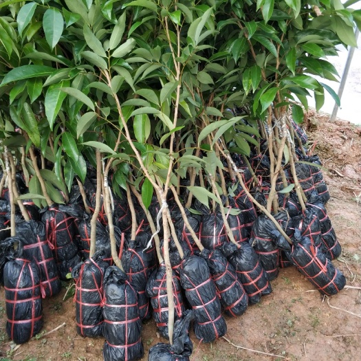 灵山县桂味荔枝苗  桂味！无核！妃子笑等