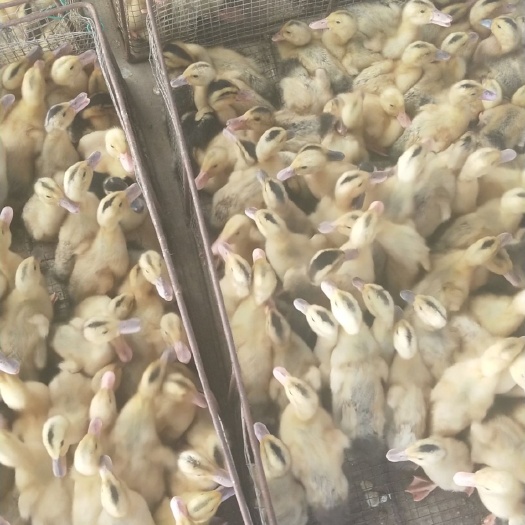 南宁杂交鸭苗 脱温童鸭