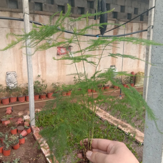 平邑县文竹 