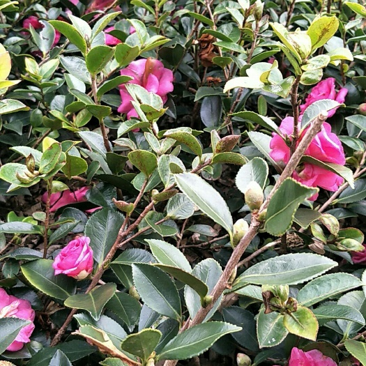 南昌茶梅 30~50cm