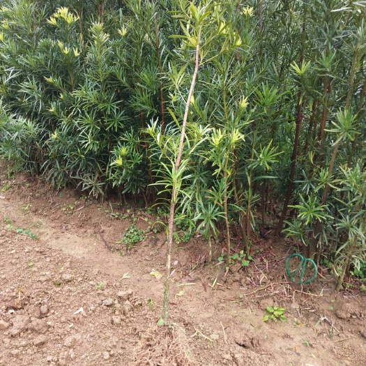 阳朔县罗汉松  可造形，可盆栽，可作绿化树