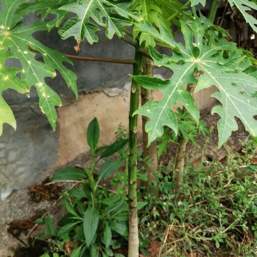 灵山县皱皮木瓜苗 