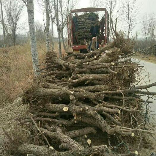 滨州冬枣树苗 