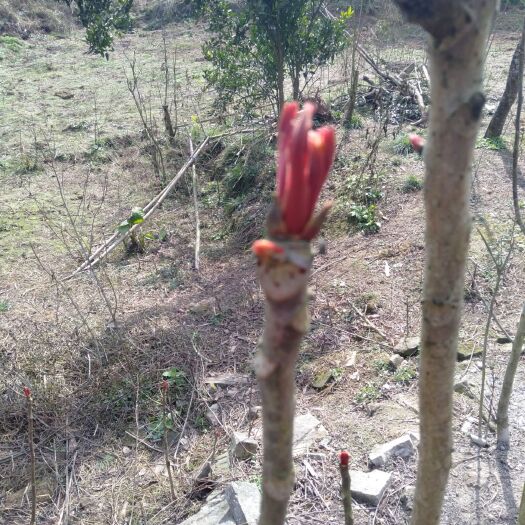 达州红油香椿芽 混装通货 