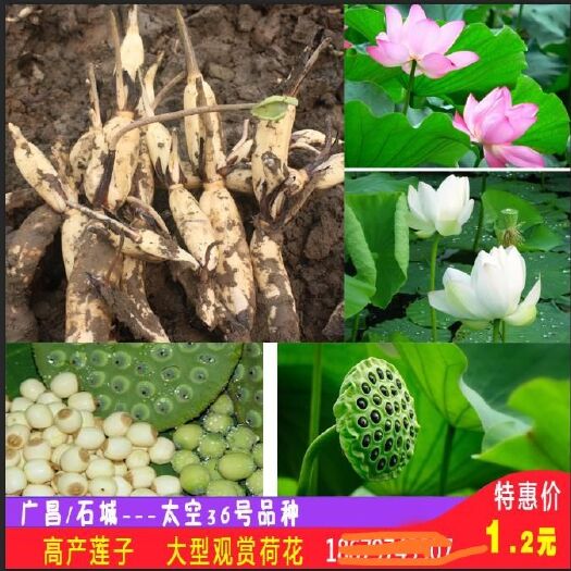 石城县太空莲36号藕种 水洗藕 
