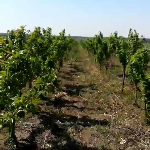 哈尔滨K9香槟果 1.5~2米 