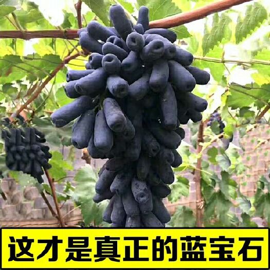 平邑县蓝宝石葡萄苗  营养杯苗