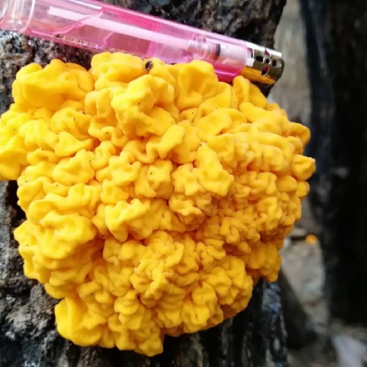 康县 黄金木耳藏金耳黄木耳金蘑菇