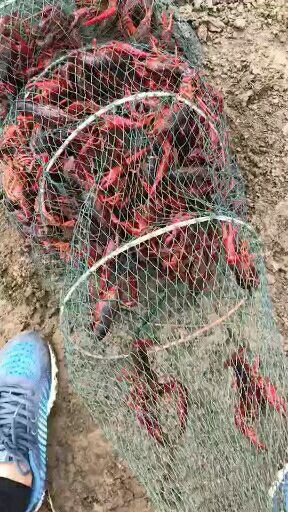 连云港清水小龙虾 4-6钱 人工养殖 