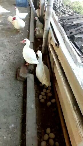 衡阳县番鸭苗 西洋鸭苗，红头鸭苗，