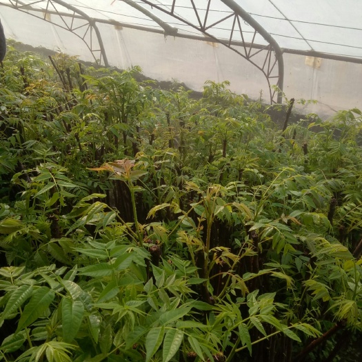 泰安红香椿芽 大棚香春芽，各种树苗，花椒苗，桃树苗，红油香春苗，核桃苗，