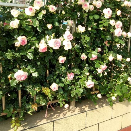沭阳县 欧月藤本月季爬藤月季爬藤蔷薇粉龙粉色龙沙宝石月季