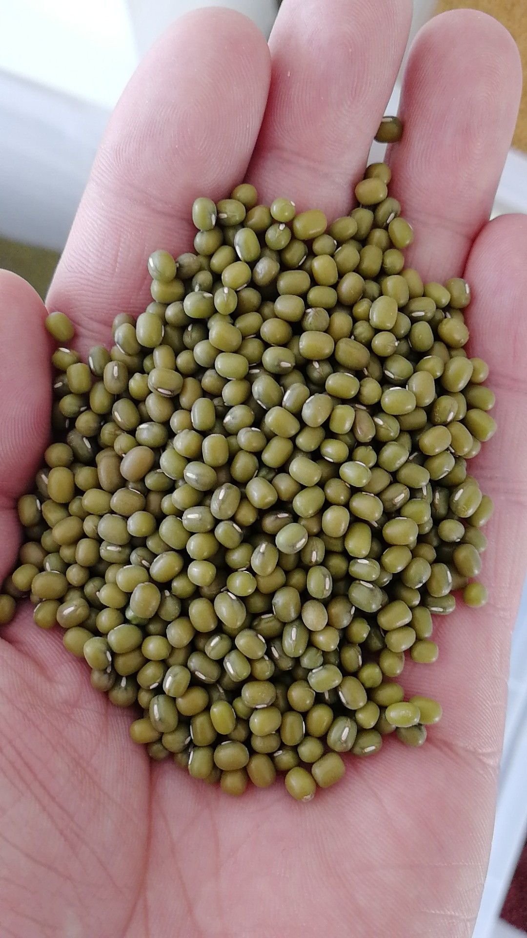 赤峰明绿豆芽豆2025 年芽苗菜专用生产厂家直销发芽率98%