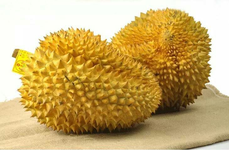 灵山县金枕榴莲苗 
