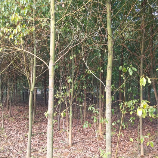 咸宁湖北咸宁新鲜香樟树苗基地直销产地发货大规格香樟苗木批发