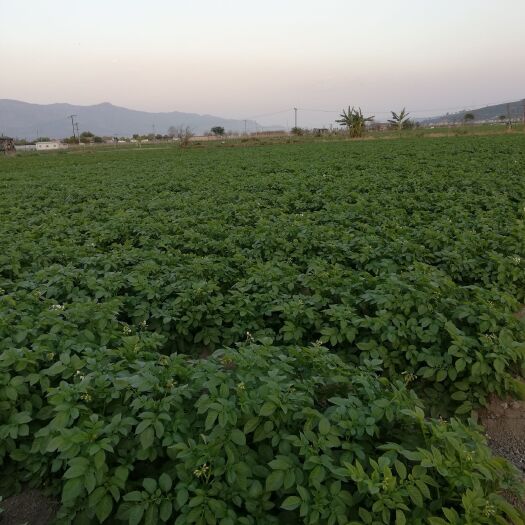 石屏县丽薯6号 3两以上 