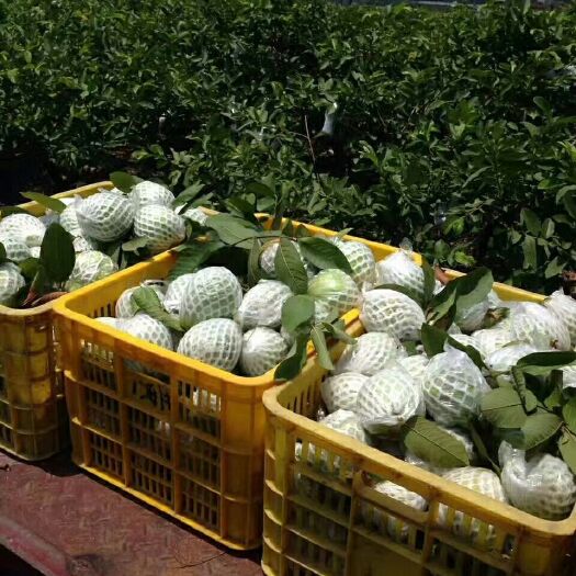玉林红心芭乐 250-300克 
