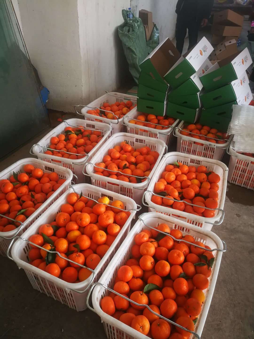 沃柑  有充足高品质货源