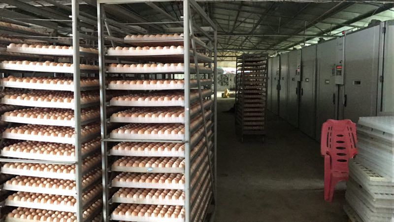 瑶鸡苗の黑瑶鸡，青脚土鸡苗，已做好马立克疫苗