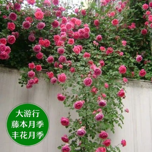 沭阳县大游行月季