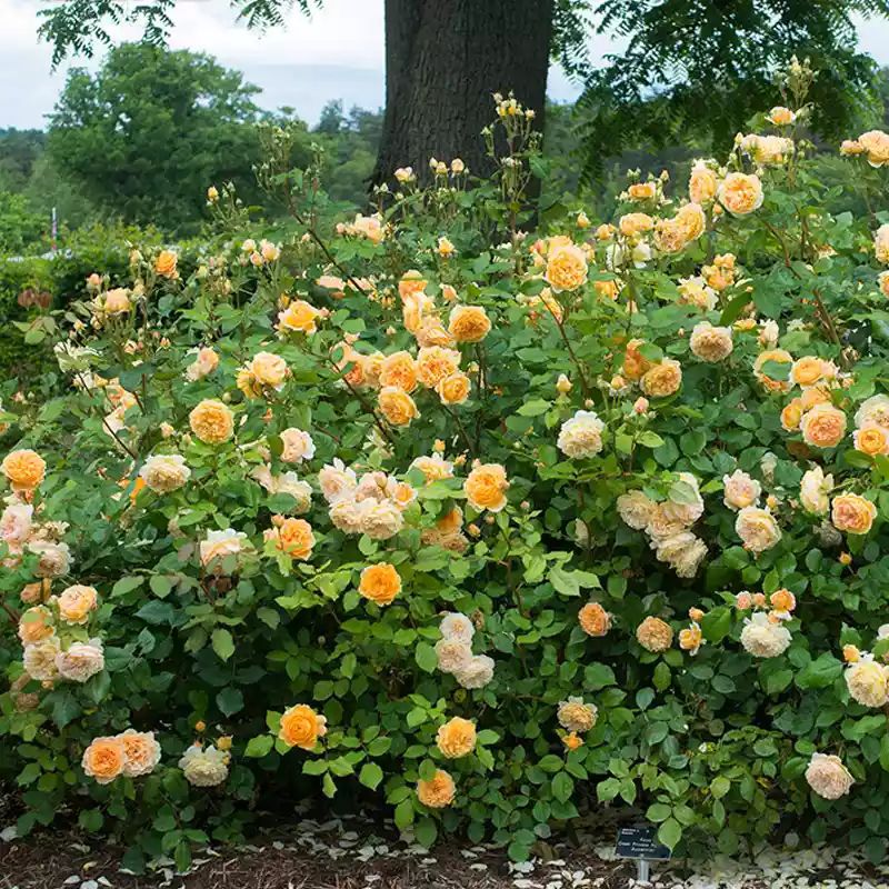  欧月爬藤大苗藤本月季玛格丽特王妃四季开花庭院阳台盆栽绿植花苗