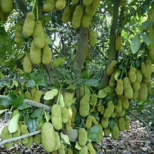 灵山县马来西亚一号菠萝蜜苗 