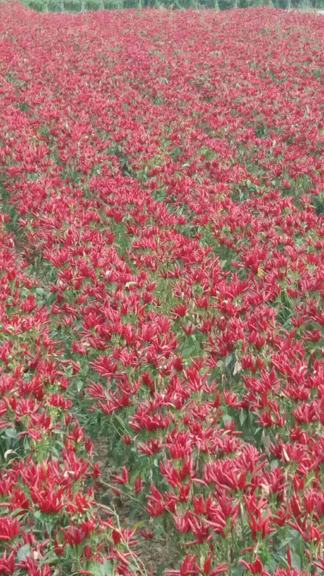  朝天椒辣椒苗，高产抗病，包回收