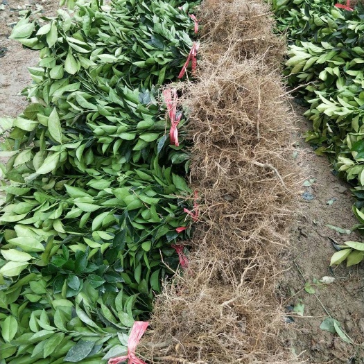 秀山纽荷尔脐橙苗 嫁接苗 0.5米以下 