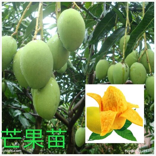 灵山县桂七芒果苗 百色香芒，青皮芒果，
