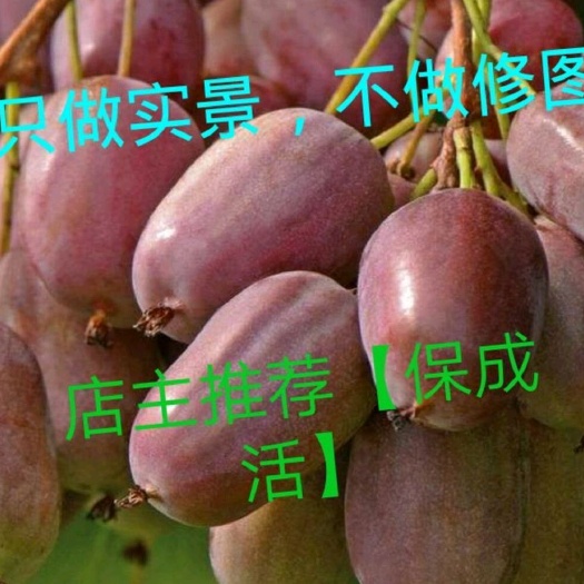 平邑县软枣猕猴桃苗 猕猴桃树苗软枣猕猴桃果树苗南北方种植地栽盆栽当年结果