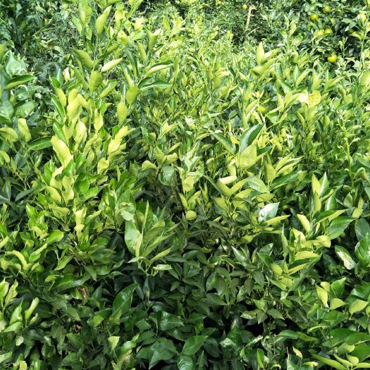 石棉县不知火苗 嫁接苗 0.5~1米 