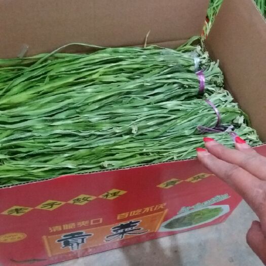 通海县贡菜干 18-24个月 