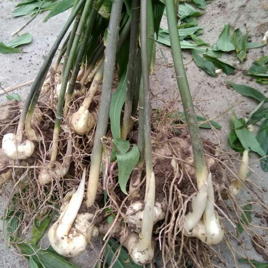 泸州黄精种苗 