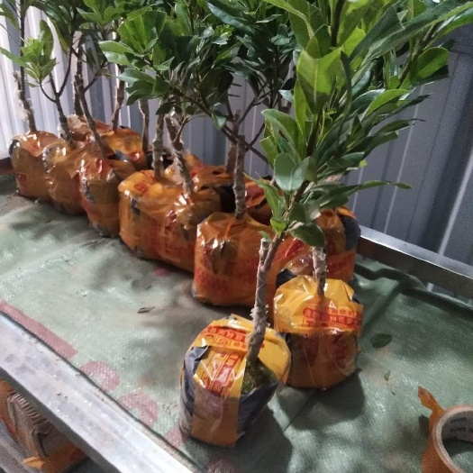 灵山县东槐杨梅苗  苗场保证品种欢迎咨询