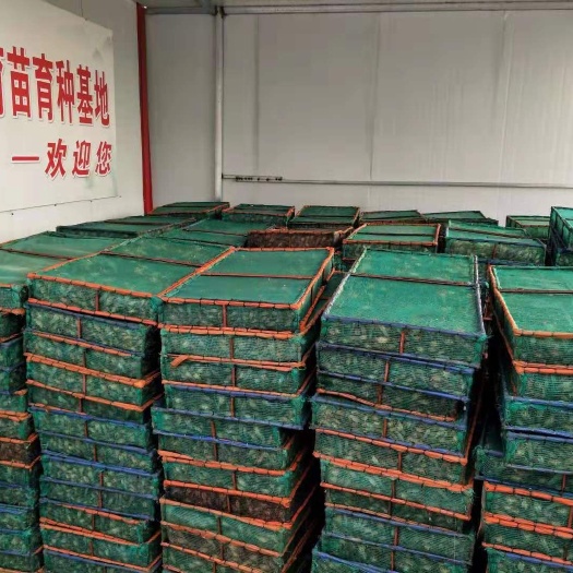 潜江市小龙虾苗  青虾苗 优质稻田虾苗潜江万亩基地直供大量虾苗，青红苗和红苗，