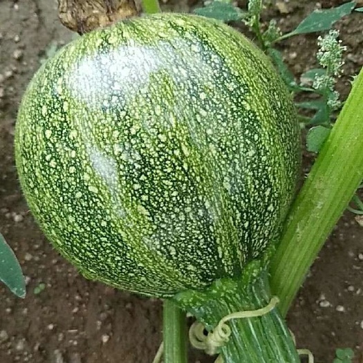 鹤庆县圆型西葫芦 1斤~1.5斤 