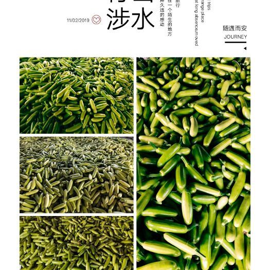 青州市绿皮西葫芦 0.5斤~1斤