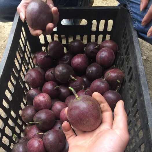 凭祥市紫香一号百香果 80 - 90克