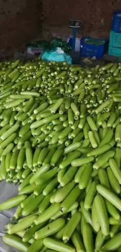 莘县绿皮西葫芦 精品细长条 油亮
