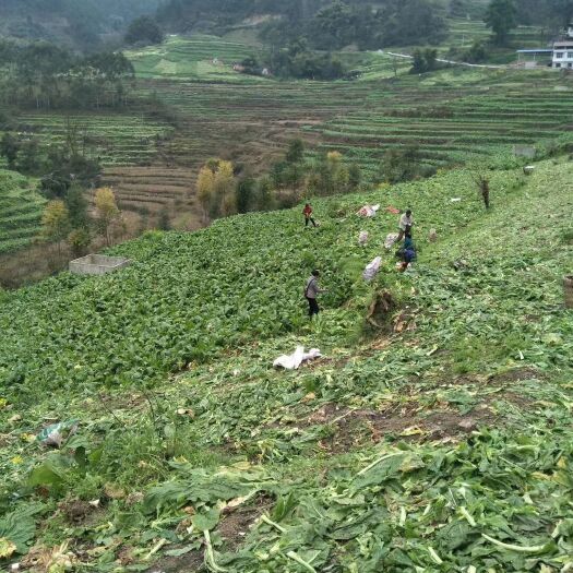 重庆市盐渍榨菜