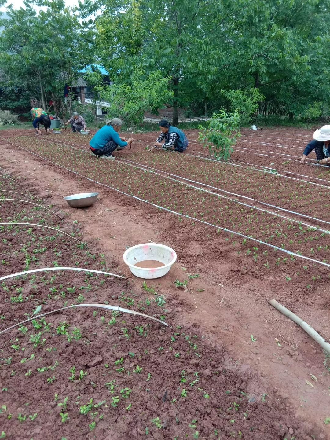 塔罗科血橙苗 嫁接苗 0.5米以下 