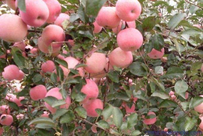 泰安红富士苹果苗  1~1.5米 免费提供种植技术