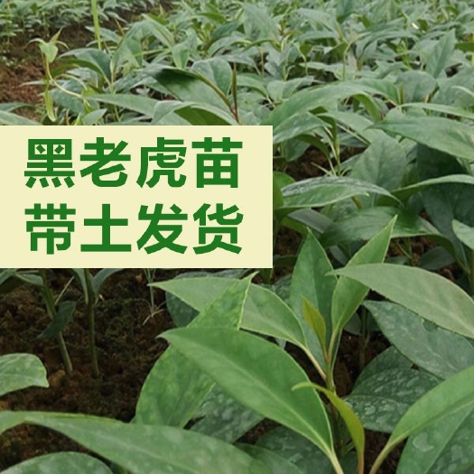 灵山县粉红黑老虎苗 布福娜苗 广西发货带土球营养杯 南北可种