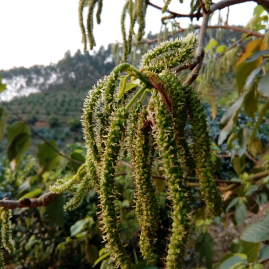 灵山县长果桑苗