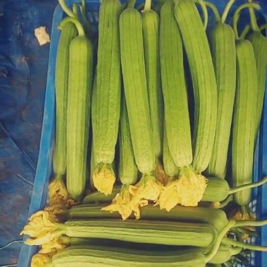 莘县鲜花丝瓜 30~50cm